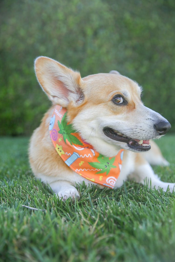 Pup Pup Pass Dog Bandana (Orange) - PAWTY THINGS