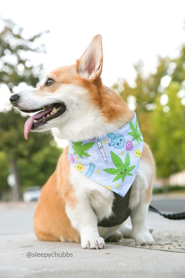 Pup Pup Pass - Tie & Snap Dog Bandana (Baby Blue) - PAWTY THINGS