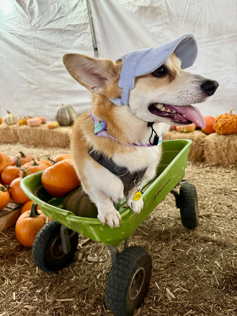 New Arrivals | PAWTY THINGS