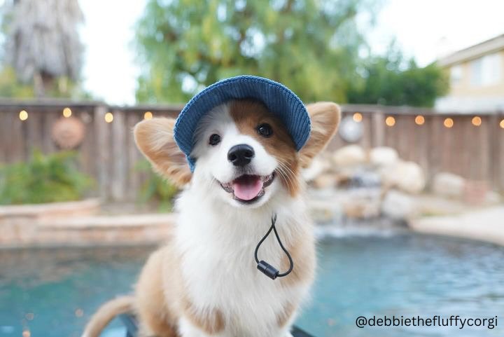 Woof Corduroy Hat (Navy) - PAWTY THINGS