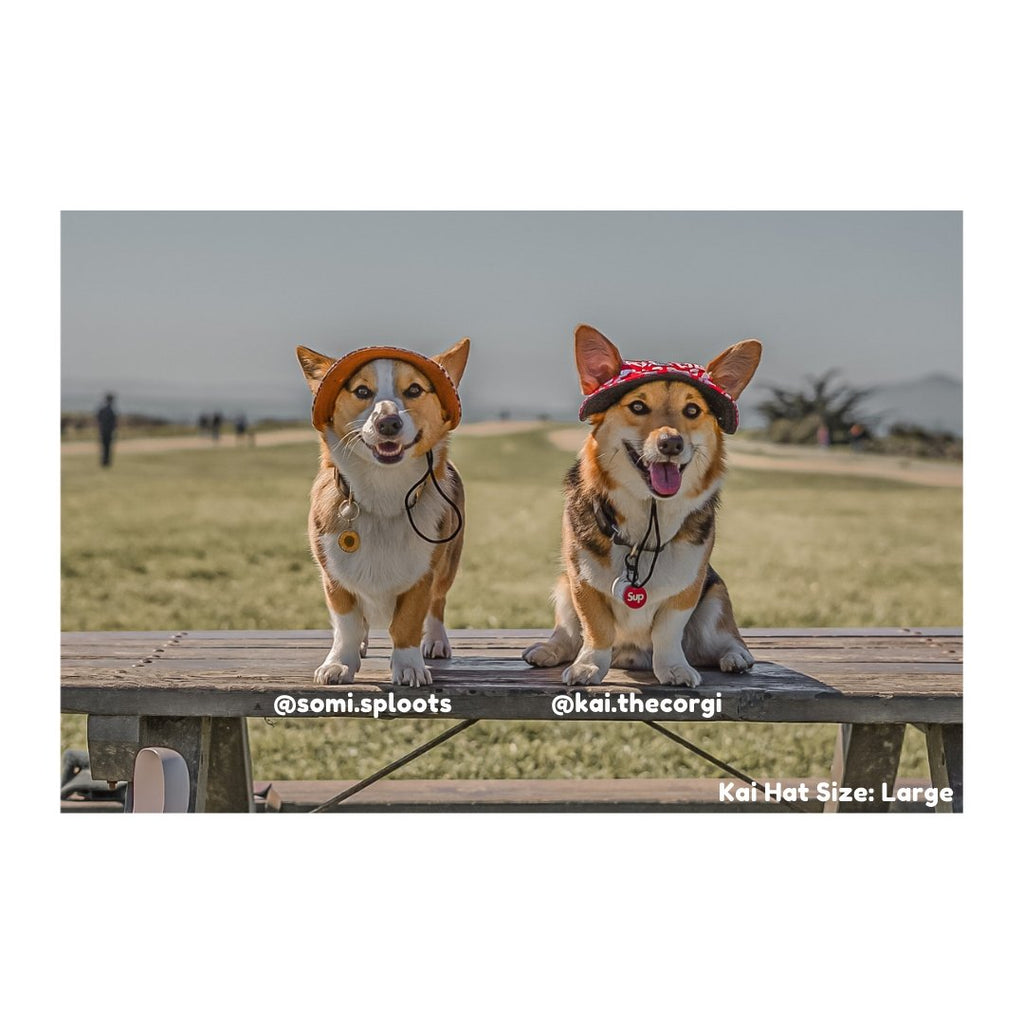 Kai Dog Bucket Hat (Red/White) - PAWTY THINGS